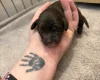 Cockapoo