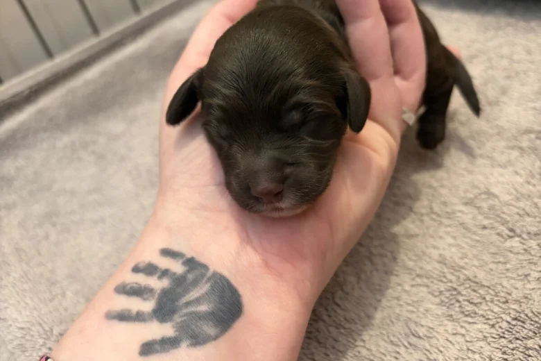 Cockapoo
