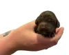Cockapoo