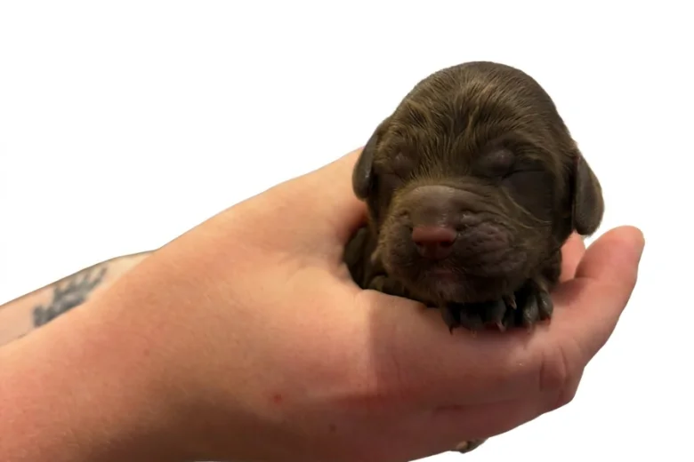 Cockapoo