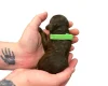 Cockapoo