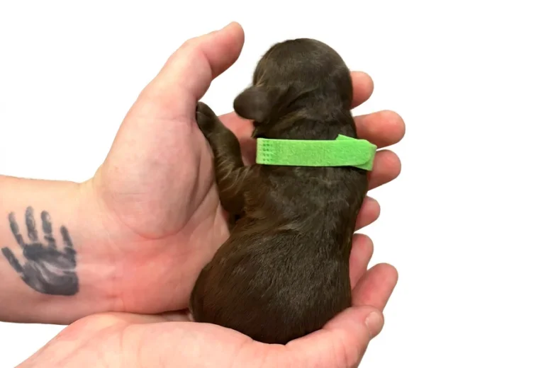 Cockapoo