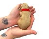 Cockapoo