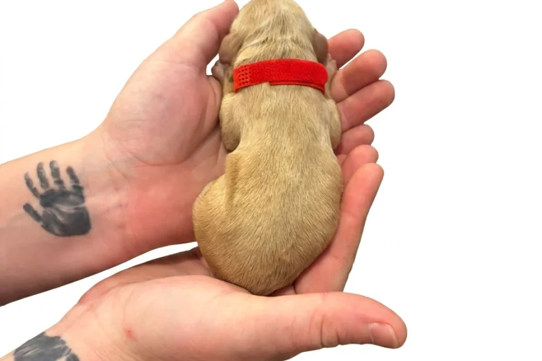 Cockapoo