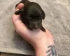 Cockapoo