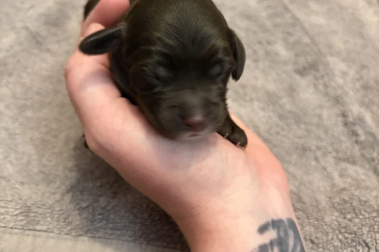 Cockapoo