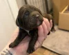 Cockapoo