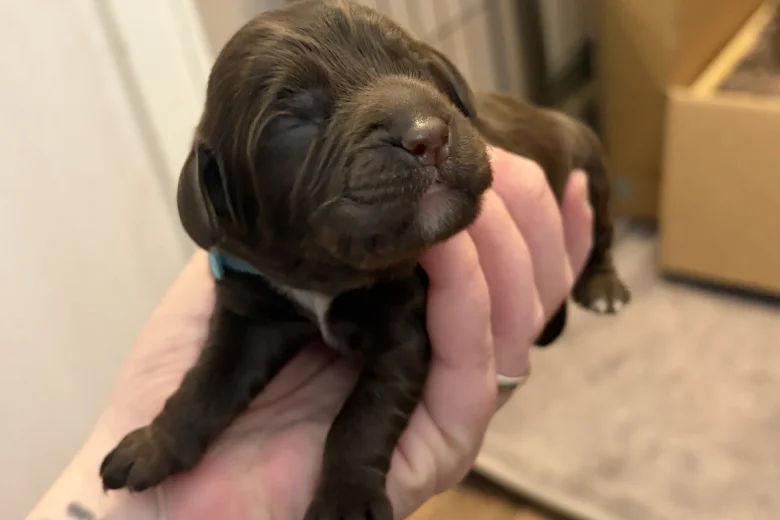 Cockapoo