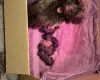 Cockapoo