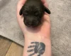 Cockapoo
