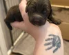 Cockapoo