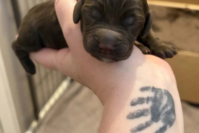 Cockapoo