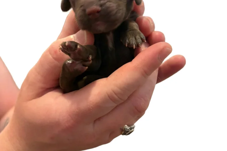 Cockapoo