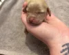Cockapoo