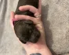 Cockapoo