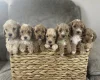 Cockapoo