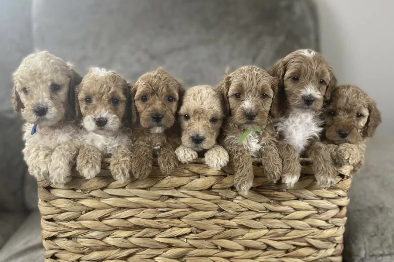 Cockapoo