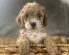 Cockapoo