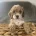Cockapoo