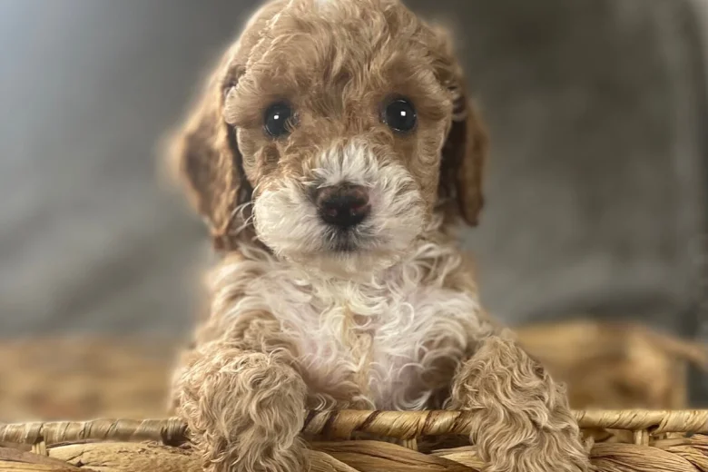 Cockapoo