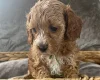 Cockapoo
