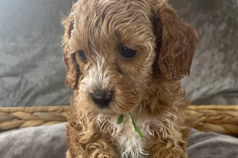 Cockapoo