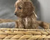 Cockapoo