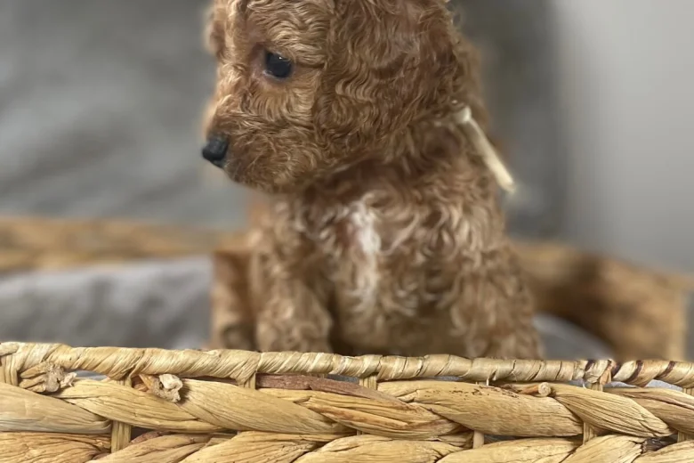 Cockapoo