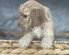 Cockapoo