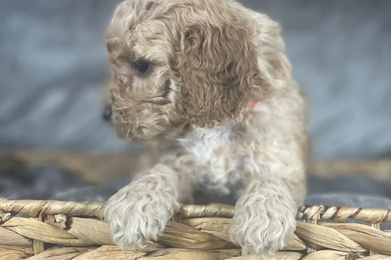 Cockapoo