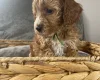 Cockapoo