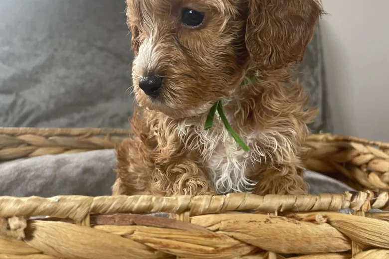 Cockapoo