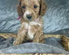 Cockapoo
