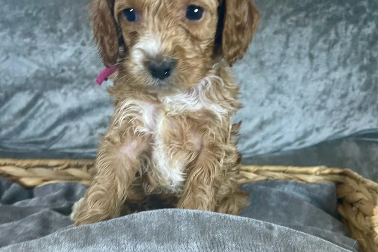 Cockapoo