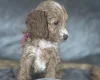 Cockapoo