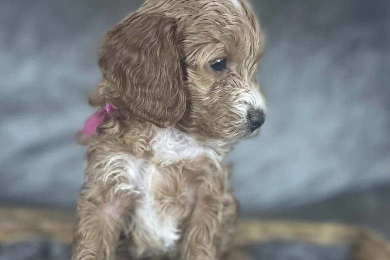 Cockapoo