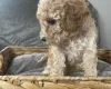 Cockapoo