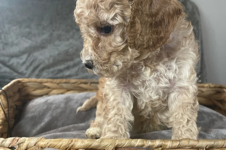 Cockapoo