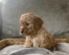 Cockapoo