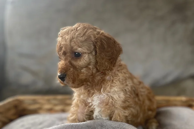 Cockapoo