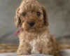 Cockapoo