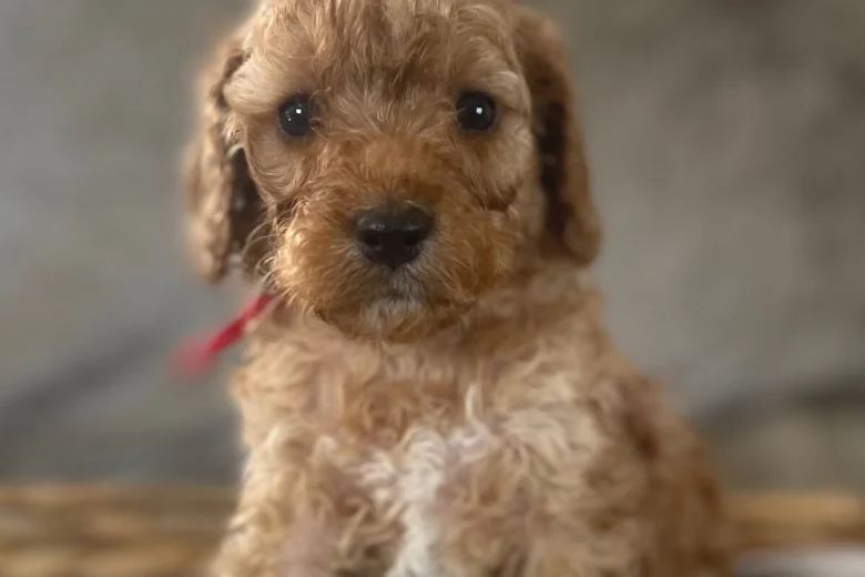 Cockapoo