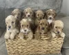 Cockapoo