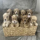 Cockapoo