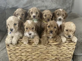 Cockapoo