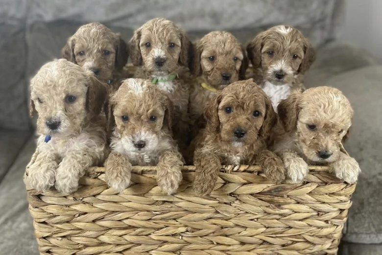 Cockapoo