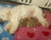 Cockapoo