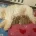 Cockapoo