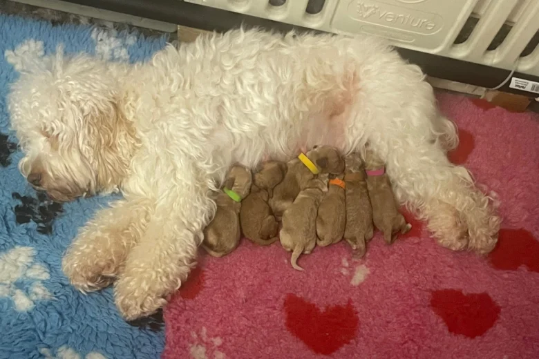 Cockapoo