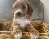 Cockapoo